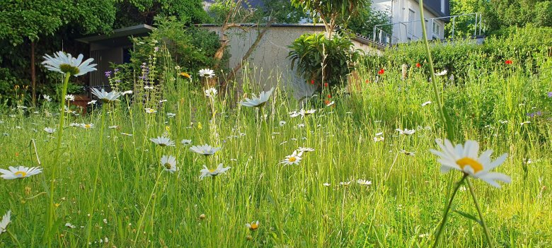 Naturnaher Garten mit Blumenwiese