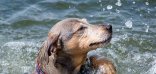 Hundeschwimmen am 21.09.2025
