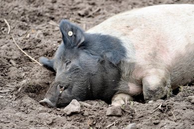 pixabay.com/de