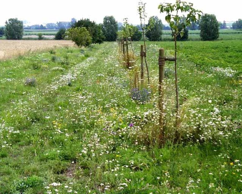 Bild Wiese