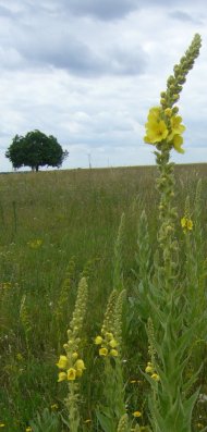 Bild Landschaft