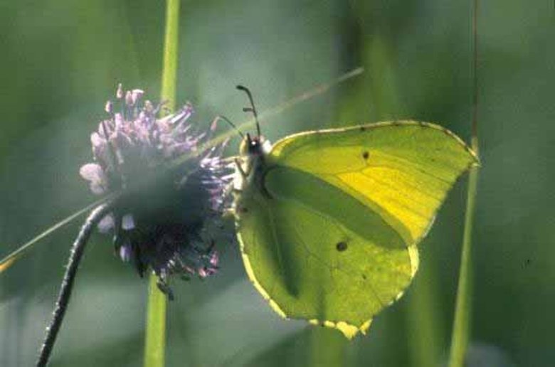 Bild Schmetterling an einer Blüte