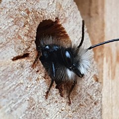 Gute Aussichten für Mauerbiene: Aufwachen im Wildbienenhotel