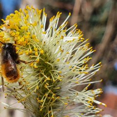 Erstes Nahrungsangebot durch Weidenkätzchen: Überlebenswichtig für frühe Wildbienen