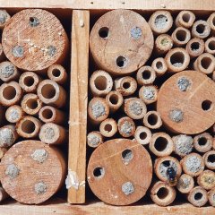 Schnell ausgebucht: Wildbienenhotel mit Roten Mauerbienen