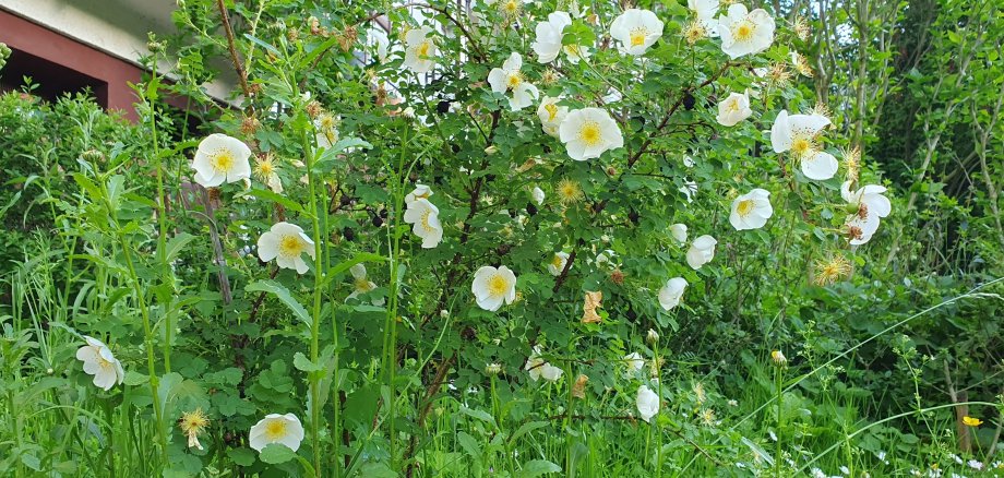 Wildrose:  Hübsch, duftend und ungefüllt -  nahrhaft für Insekten und Vögel