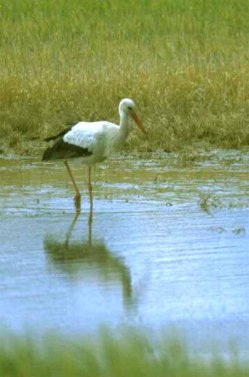 Bild Storch im Tümpel