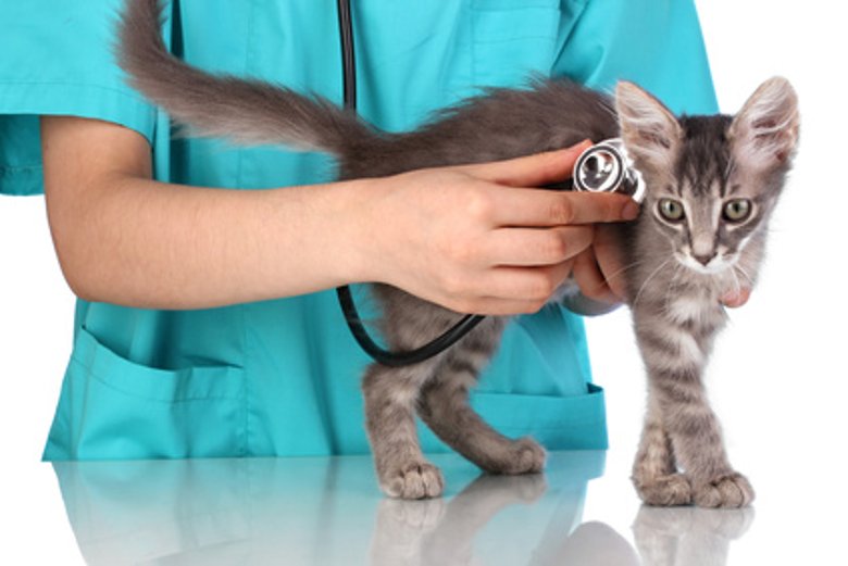 Tiermedizin